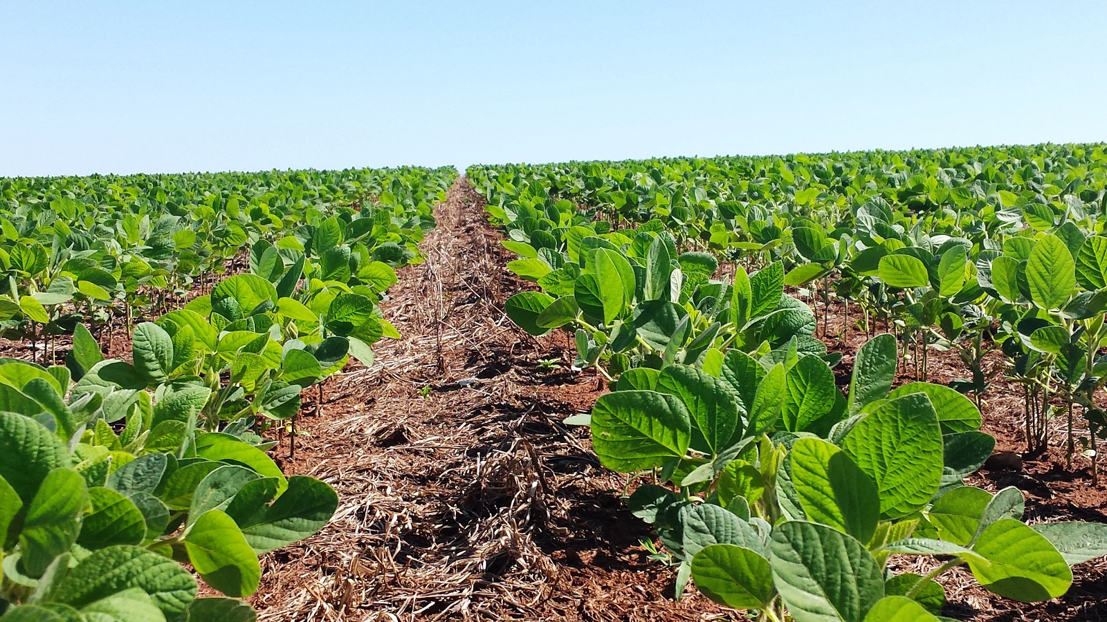 Avalie A Dimensao Das Areas Plantadas De Soja