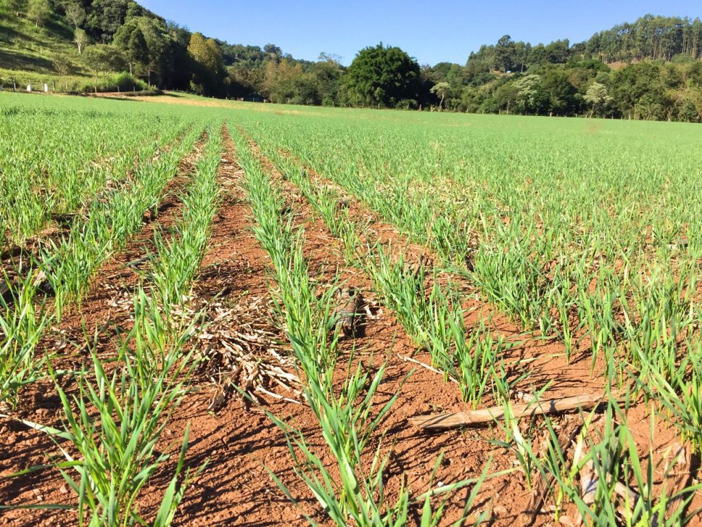 Aplica O Zero No Trigo Mais Soja Pensou Soja Pensou Mais Soja