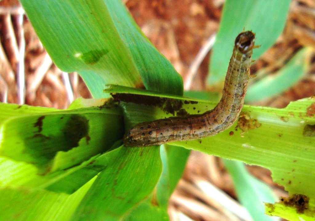 Manejo Integrado De Spodoptera Frugiperda Na Cultura Do Milho Mais