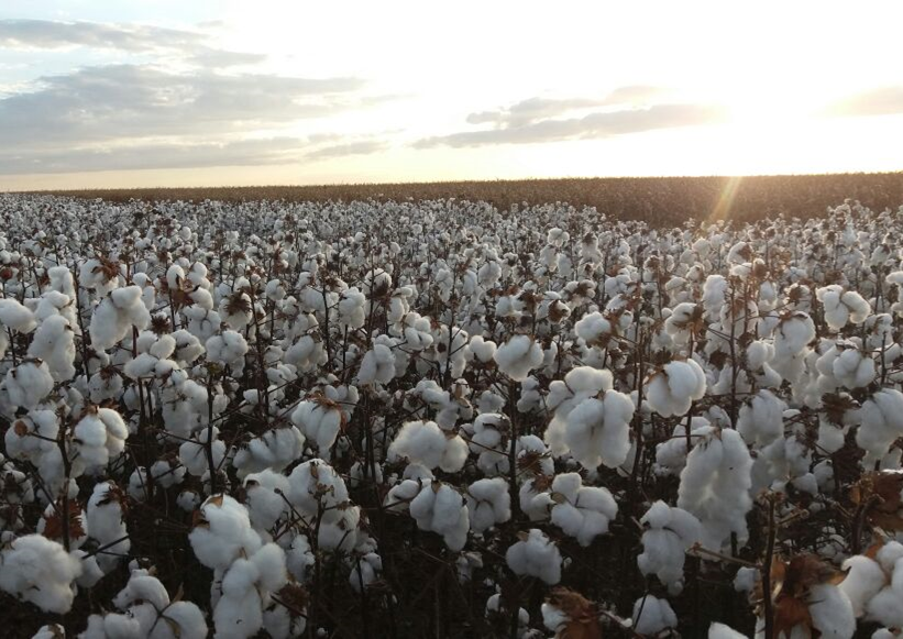 Resultado de imagem para CUSTO DA PRODUÃÃO DE ALGODÃO EM MATO GROSSO SOBE 0,82%