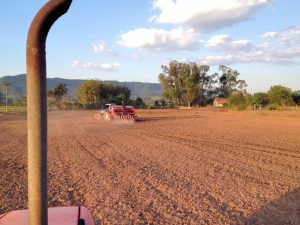 Semeadura Do Arroz Entra Na Reta Final No RS MAIS SOJA Pensou Soja