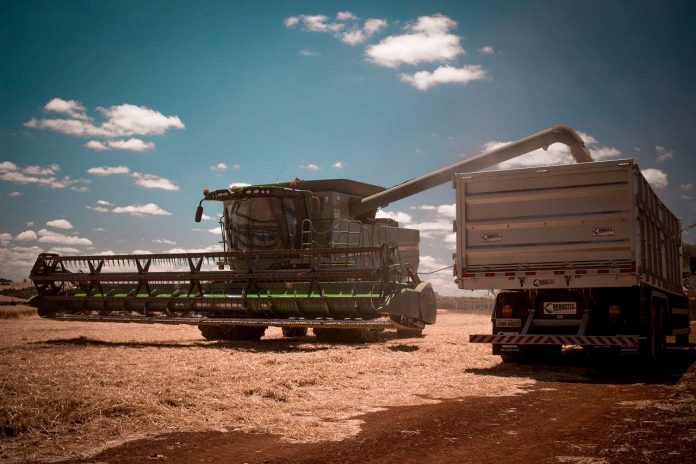 Trigo Valor volta a subir produção nacional deve ser recorde MAIS