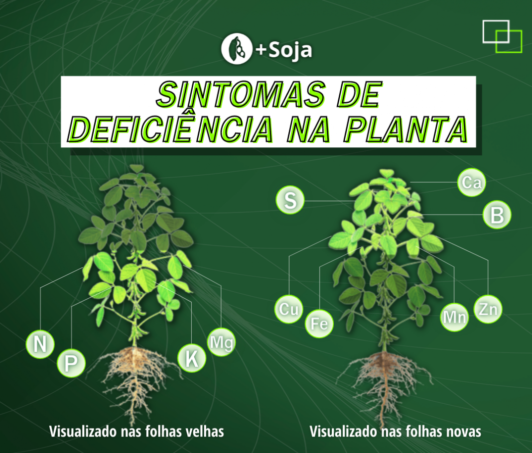 Mobilidade de nutrientes Onde aparecem os sintomas de deficiência