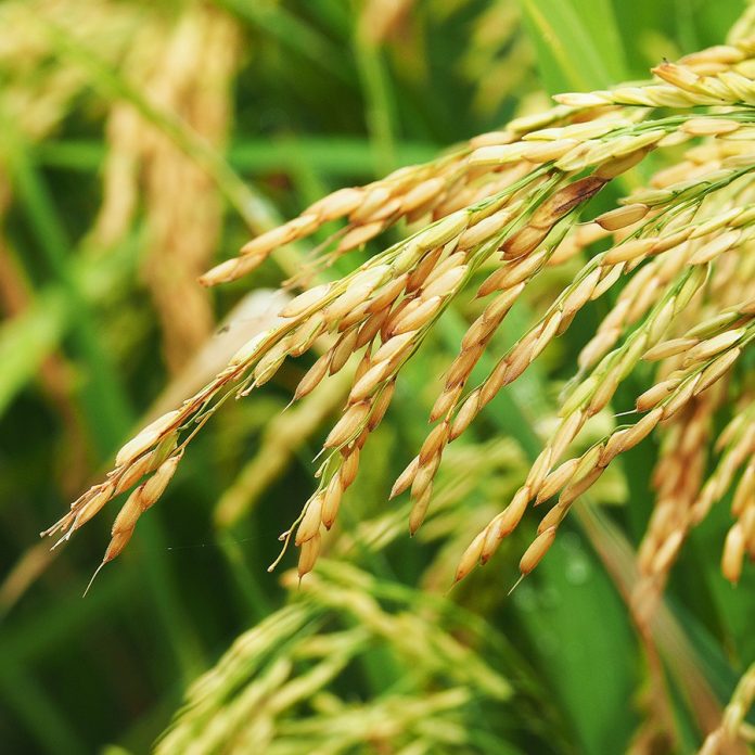 plantio finalizado manejo de plantas daninhas é fundamental para o