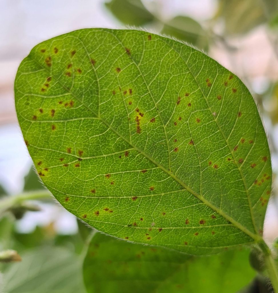 Focos De Ferrugem Asi Tica No Sul De Mato Grosso Acendem Alerta Mais