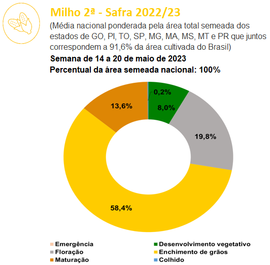 In Cio Da Colheita Do Milho Safra No Brasil Plantio Do Trigo Avan A