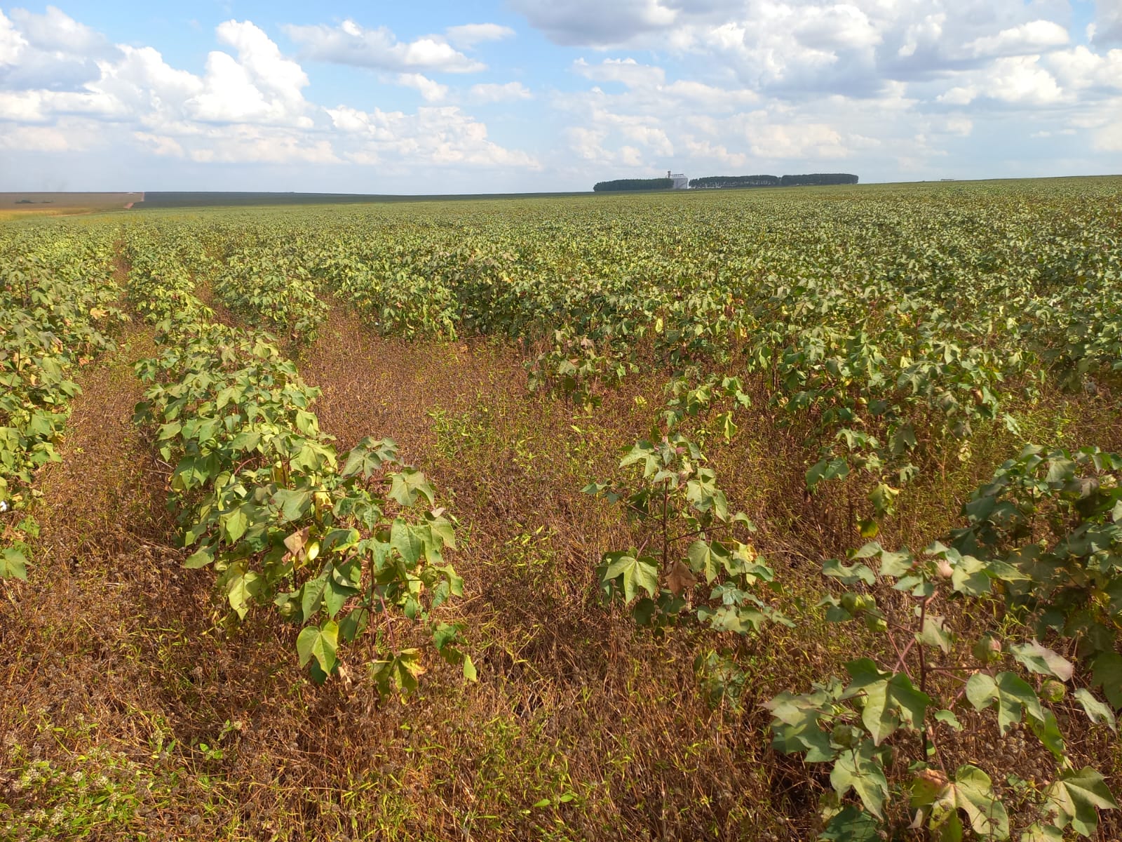 Manejo de plantas daninhas no algodão é difícil e requer atenção MAIS