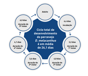 Danos Causados Pelo Percevejo Barriga Verde Na Cultura Do Milho