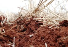 Solos: pH é um dos principais limitantes da produtividade da soja