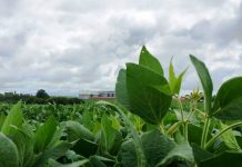 Prazo para cadastro de áreas de soja encerra em um mês em Mato Grosso do Sul