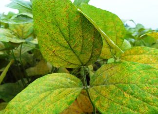 Condições climáticas reforçam a importância do manejo preventivo da ferrugem-asiática na soja
