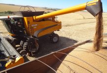 Trigo/BR: 95,1% das áreas cultivadas já foram colhidas no país