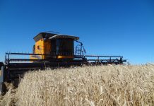 Colheita do trigo avança de forma moderada no RS