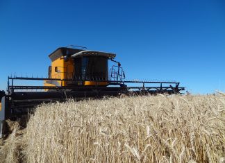 Colheita do trigo avança de forma moderada no RS