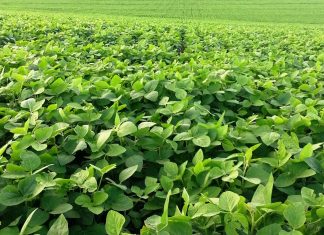 Posicionamento de biorreguladores interfere na produtividade da soja