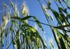 Trigo/RS: Avanço final da safra é marcado por desafios climáticos e sanitários