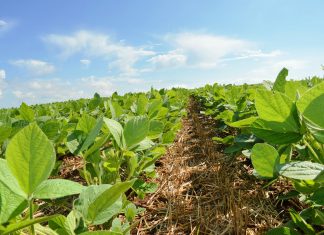 Zoneamento de risco climático e práticas conservacionistas aumentam a resiliência a El Niño forte no Cerrado