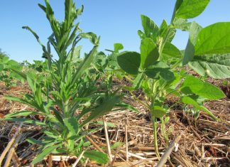 Manejo antecipado de plantas daninhas é decisivo para proteger o potencial produtivo da soja
