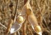 Como a disponibilidade de nitrogênio altera a distribuição da produtividade de grãos na planta de soja