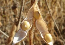 Como a disponibilidade de nitrogênio altera a distribuição da produtividade de grãos na planta de soja