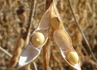 Como a disponibilidade de nitrogênio altera a distribuição da produtividade de grãos na planta de soja
