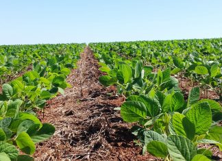 Planejamento e manejo fitossanitário são fundamentais para a sustentabilidade e o sucesso da produção agrícola