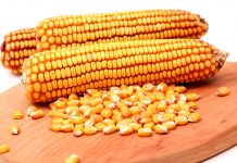 Produtividade do milho aumenta mais de 60% em Mato Grosso do Sul, aponta levantamento do SIGA-MS