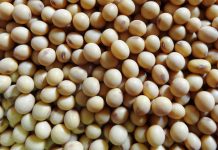 Intenção de plantio nos EUA e viagem de Trump à China ganham atenção do mercado da soja