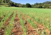 Trigo planta