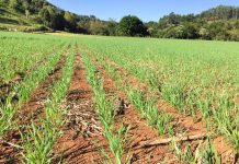 Inicia período recomendado de plantio de trigo no RS Trigo planta