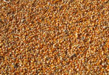 Chicago fecha em alta no milho por desvalorização do dólar e melhor demanda