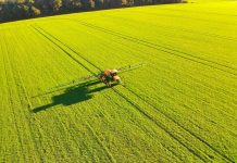 2,4-D em trigo: cuidados relacionados ao uso desse herbicida