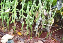 Qual o período mais sensível da soja ao mofo-branco?