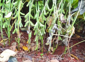 Qual o período mais sensível da soja ao mofo-branco?