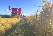 Colheita do arroz atinge mais de 68% da área semeada no Estado