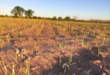 Arroz/BR: Semeadura entra na reta final e chega a 99,1 % da área estimada