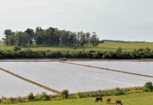 Safra 26/27 de arroz tem expectativa positiva, mas questões climáticas podem afetar produtividade em SC