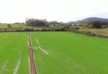 Arroz/RS: Semeadura avança de forma gradativa, acompanhando as condições de umidade do solo