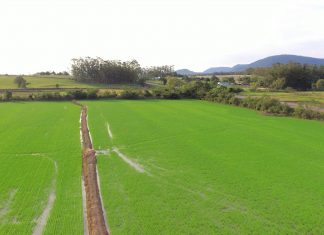 Arroz/RS: Semeadura avança de forma gradativa, acompanhando as condições de umidade do solo