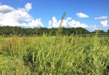 Amaranthus avança no Brasil e acende alerta para o manejo eficiente de plantas daninhas