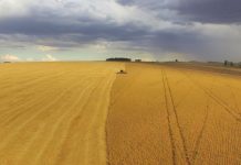 Produção agrícola nacional posiciona o Brasil entre os principais produtores e exportadores de alimentos do mundo