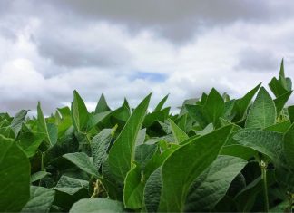 RS: Próxima semana deve ser de nebulosidade e instabilidade no Estado