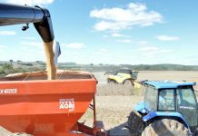 CESB registra maior produtividade de sua história: 156,13 sacas por hectare
