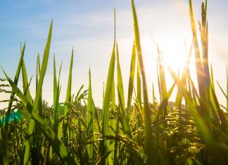 Você sabe os benefícios da rotação em áreas de arroz?