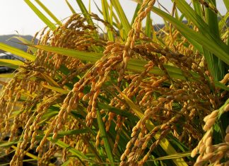 Nova publicação apresenta estratégias para enfrentamento da seca no cultivo do arroz de terras altas no cerrado