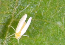 Efense e Embrapa avançam em tecnologia inédita para produção de fungos no controle da mosca-branca