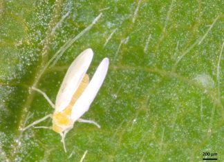 Efense e Embrapa avançam em tecnologia inédita para produção de fungos no controle da mosca-branca