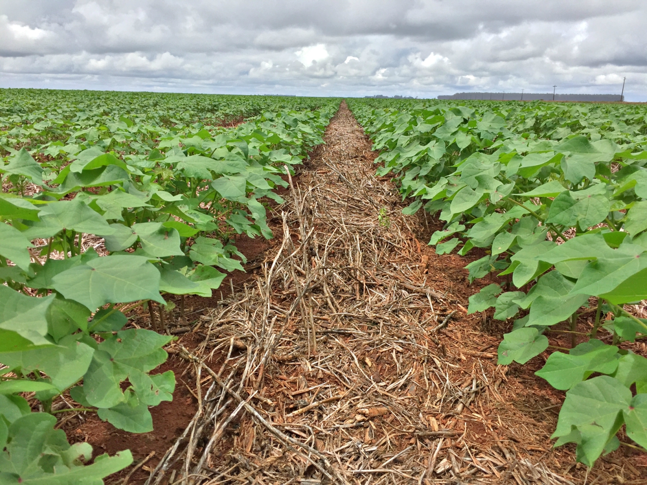 Manejo adequado de tigueras reduz custos e dor de cabeça para o  cotonicultor | MAIS SOJA - Pensou Soja, Pensou Mais Soja