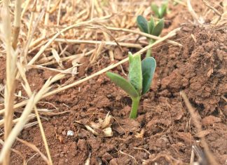 Plantio de soja se estende e irregularidade das chuvas preocupa produtores em todo o Mato Grosso