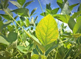 Casos de ferrugem-asiática em lavouras comerciais chegam a 260 na safra 2025/2026